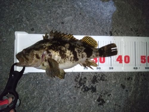 ソイの釣果