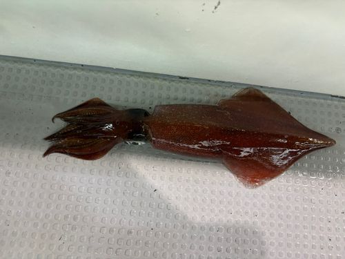 マイカの釣果
