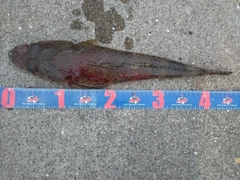 ワニゴチの釣果