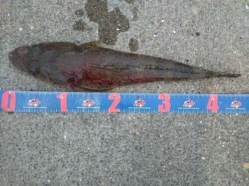 ワニゴチの釣果