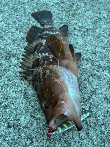 キジハタの釣果