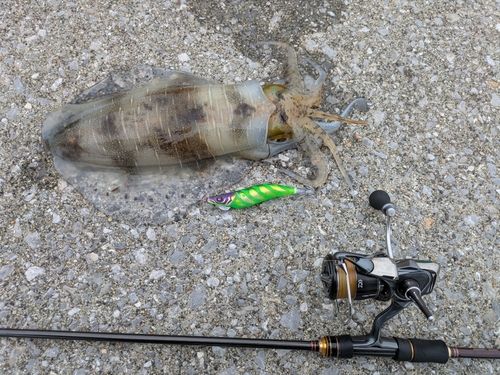 アオリイカの釣果