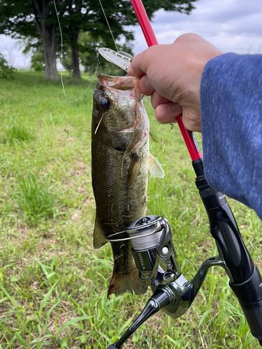 ラージマウスバスの釣果