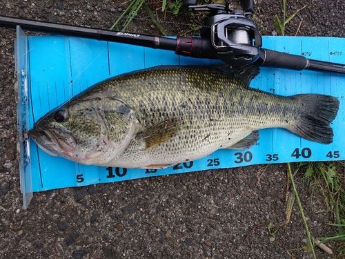 ブラックバスの釣果
