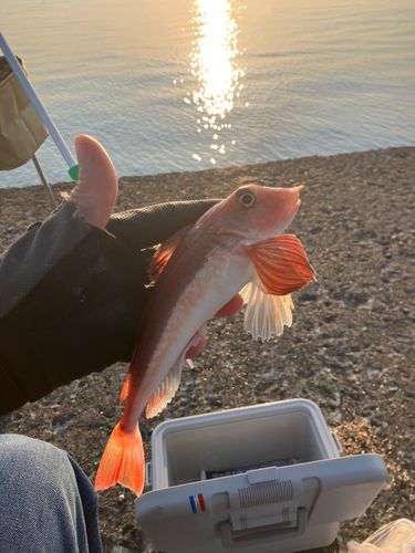 カナガシラの釣果