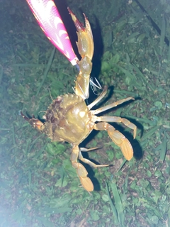 カニの釣果