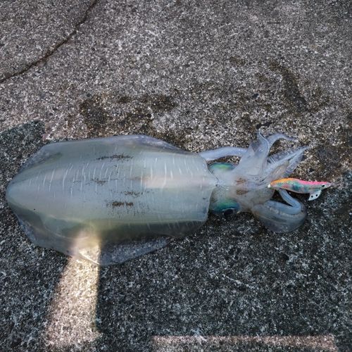 アオリイカの釣果
