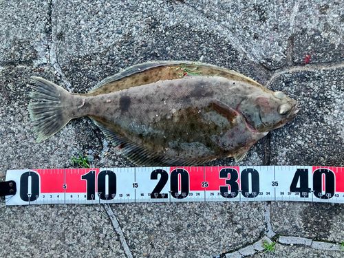 ソウハチの釣果