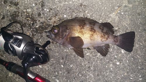 メバルの釣果