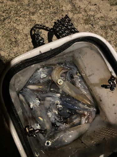 イカの釣果