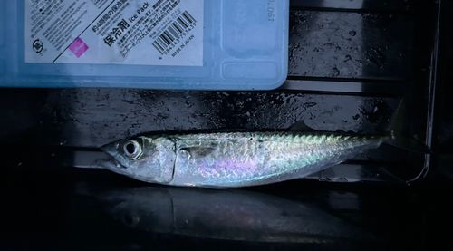 サバの釣果