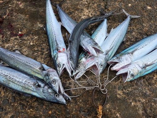 サゴシの釣果