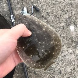 ヒラメ