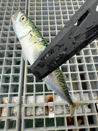 サバの釣果
