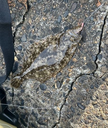 ヒラメの釣果