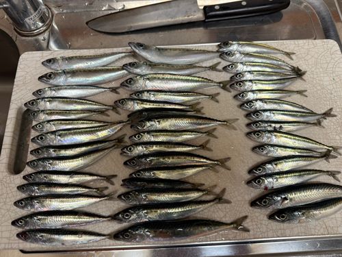 サバの釣果