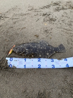 ヒラメの釣果