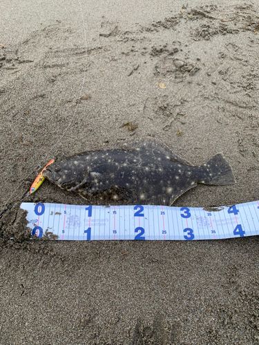 ヒラメの釣果