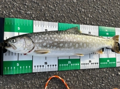 アメマスの釣果