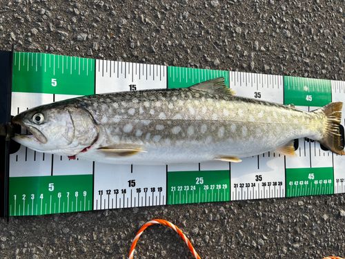 アメマスの釣果