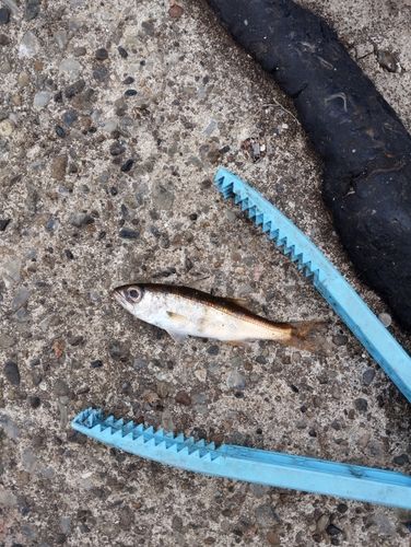 ムツの釣果