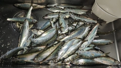 ニシンの釣果