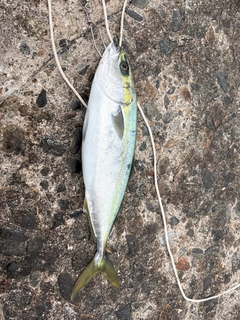 ツバイソの釣果