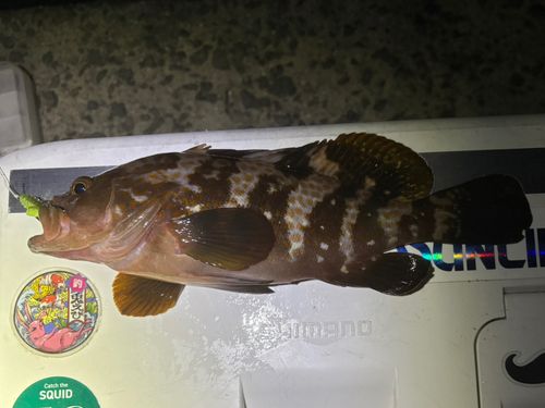 キジハタの釣果