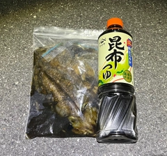 コウイカの釣果