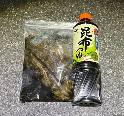 コウイカの釣果