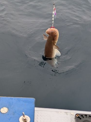 エソの釣果