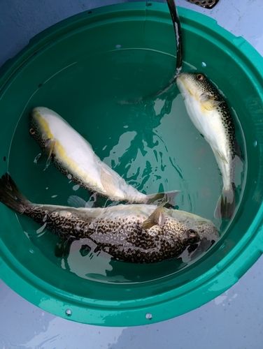 ショウサイフグの釣果