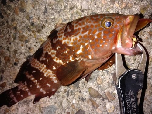 キジハタの釣果