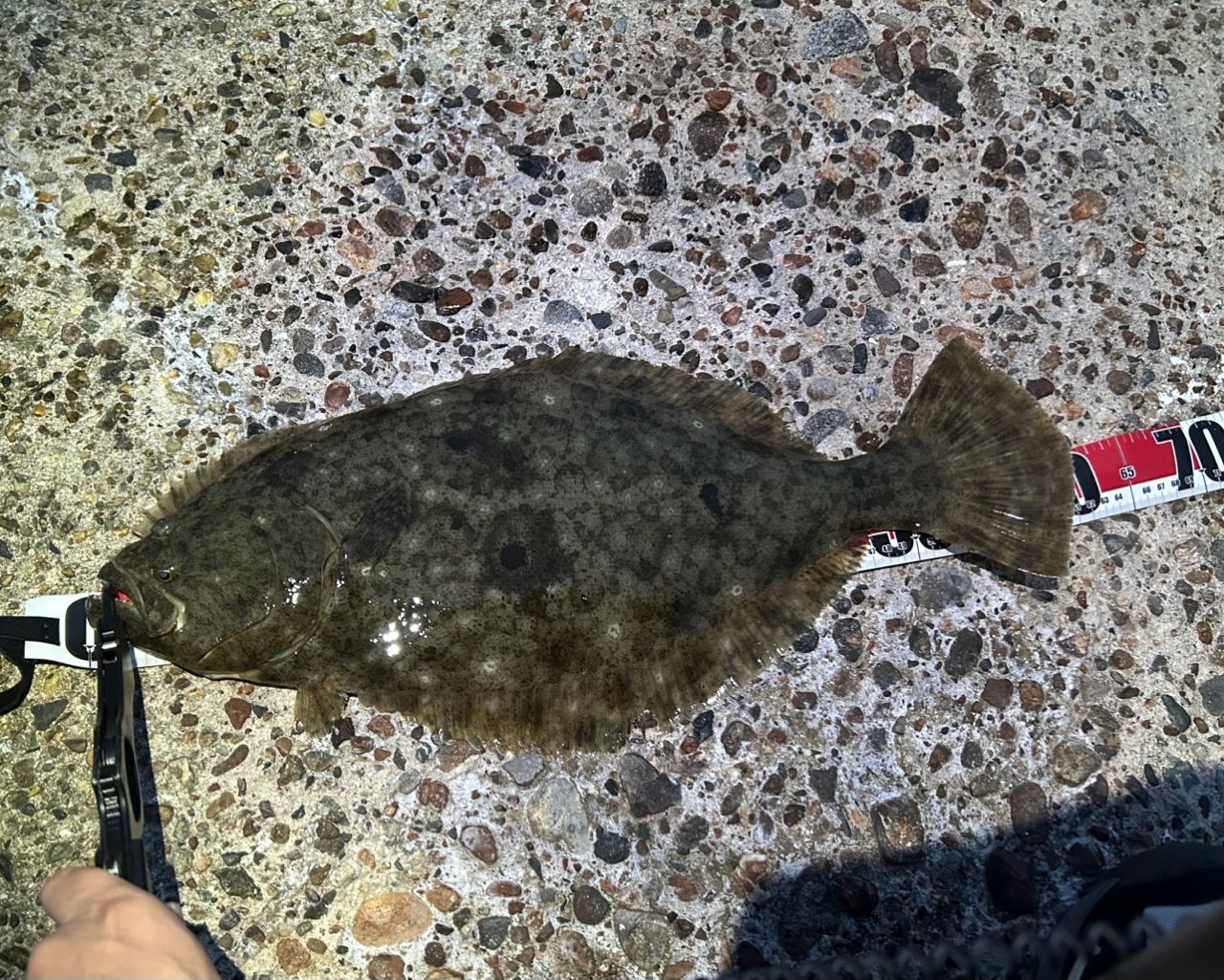 たかしはね さんの 2025年05月24日のヒラメの釣り・釣果情報(兵庫県