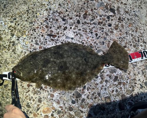 ヒラメの釣果