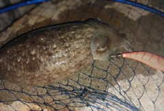 コウイカの釣果