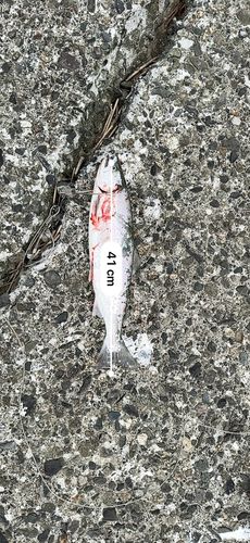 サクラマスの釣果