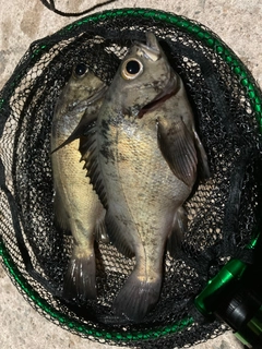 アカメバルの釣果