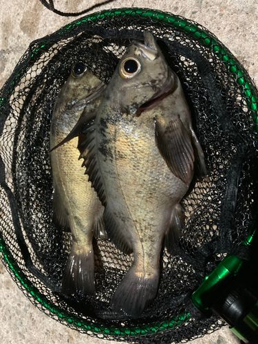 アカメバルの釣果