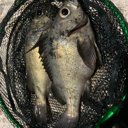 アカメバル