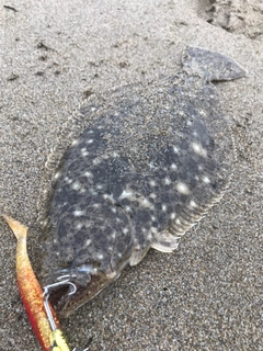 ソゲの釣果