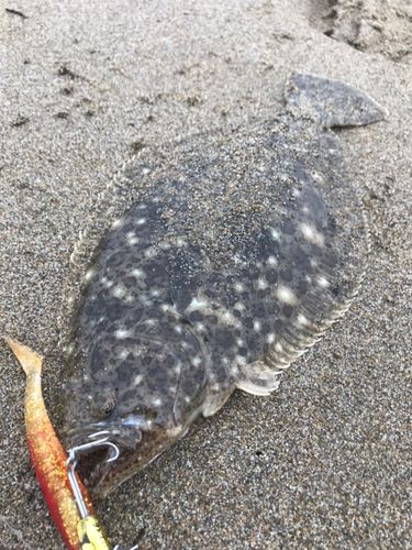 ソゲの釣果