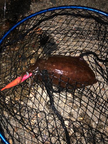 コウイカの釣果