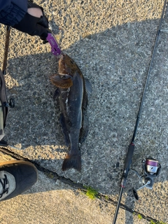 アイナメの釣果