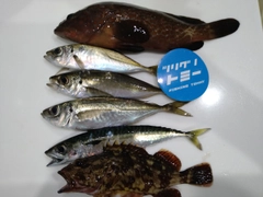 アジの釣果