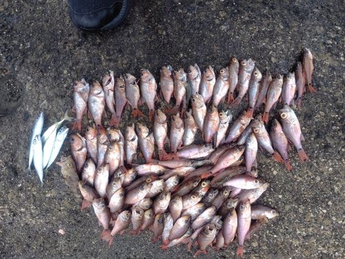 ネンブツダイの釣果