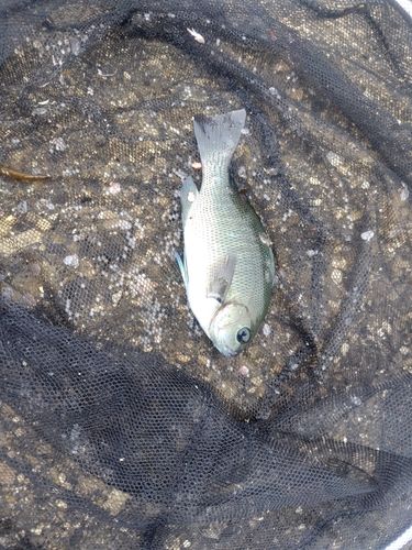 メジナの釣果