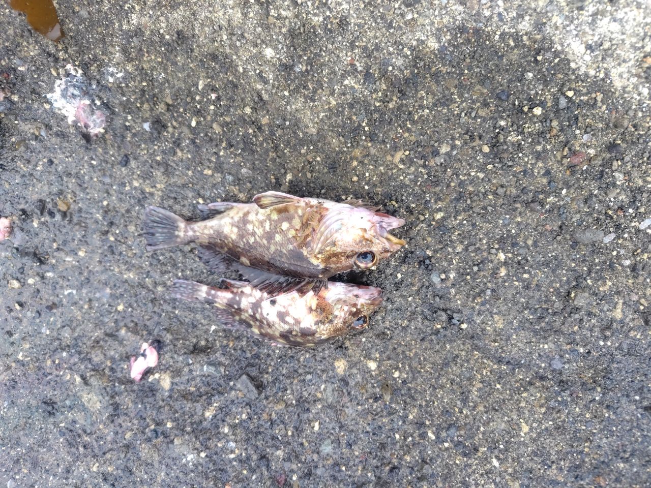 カサゴ