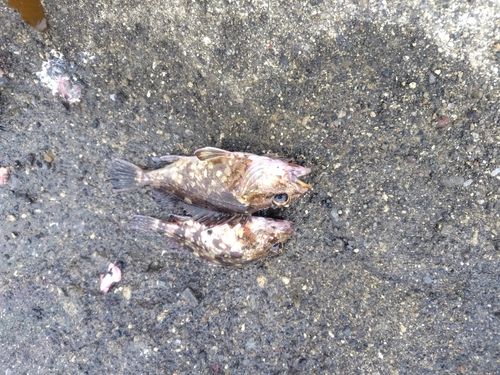 カサゴの釣果