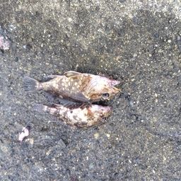 カサゴ